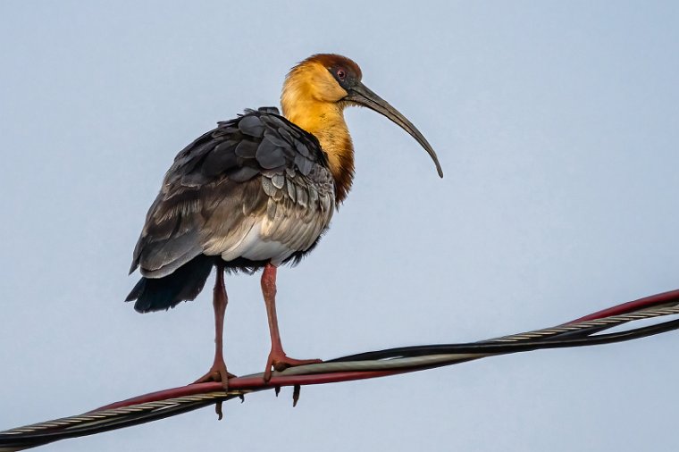 072 Noord Pantanal, geelhalsibis.jpg